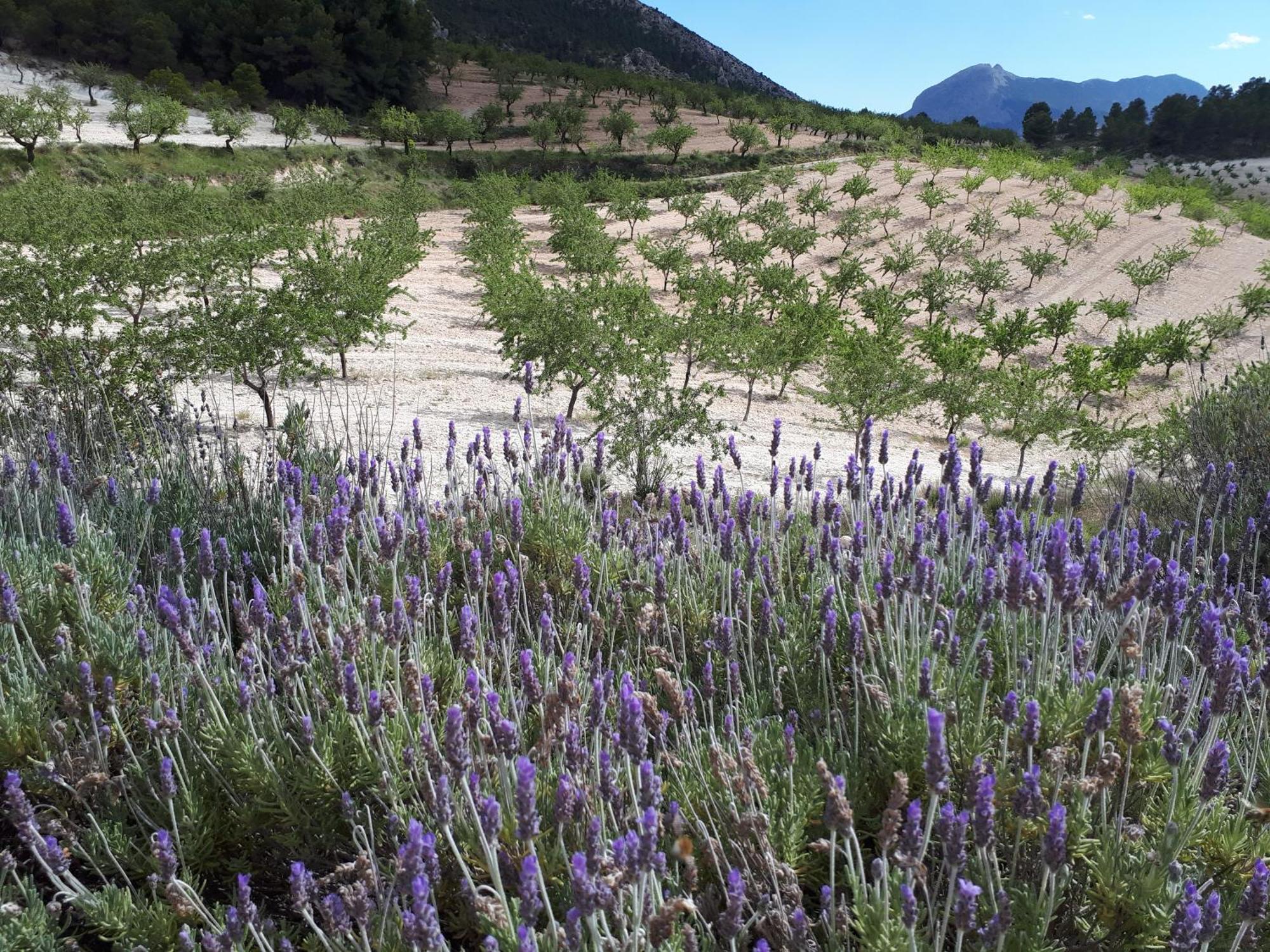 벨레즈블랭코 Cortijo Blanco 아파트 외부 사진